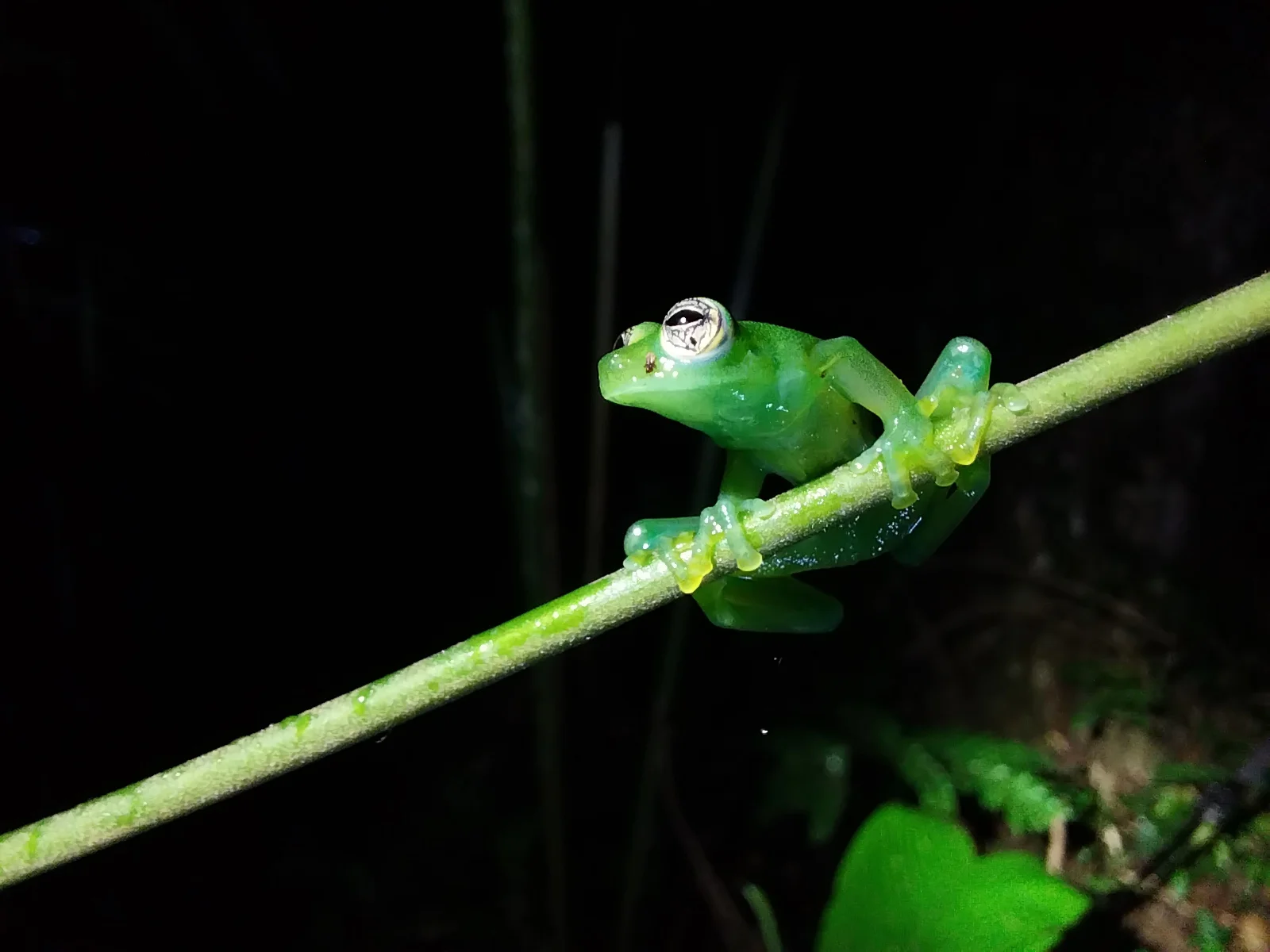 Frogs Tour — Costa Rica Best Chocolate