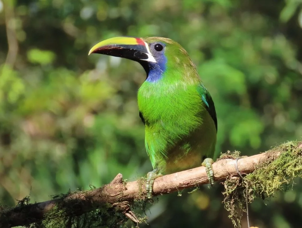 Bird Watching — Costa Rica Best Chocolate
