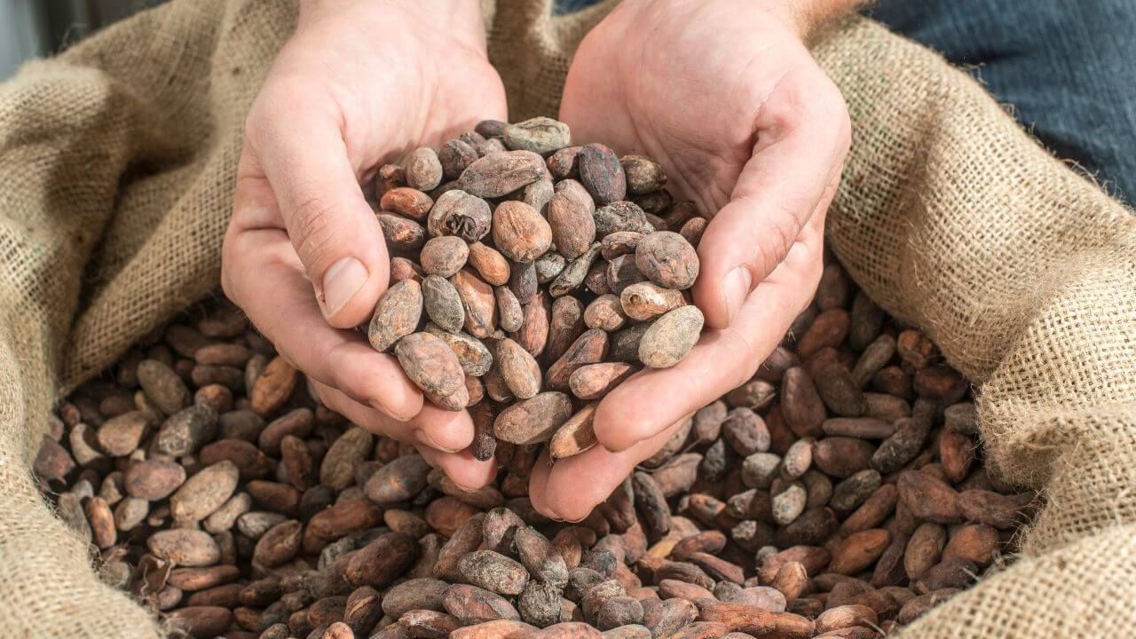 Cacao beans — Costa Rica Best Chocolate Sarapiquí
