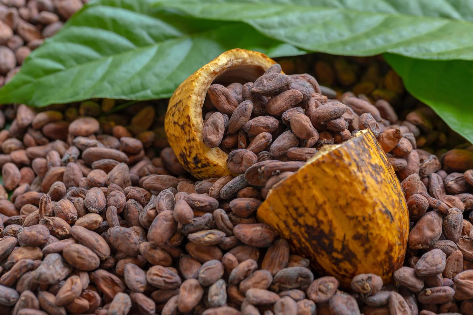 Cacao beans and fruits — Costa Rica Best Chocolate heritage