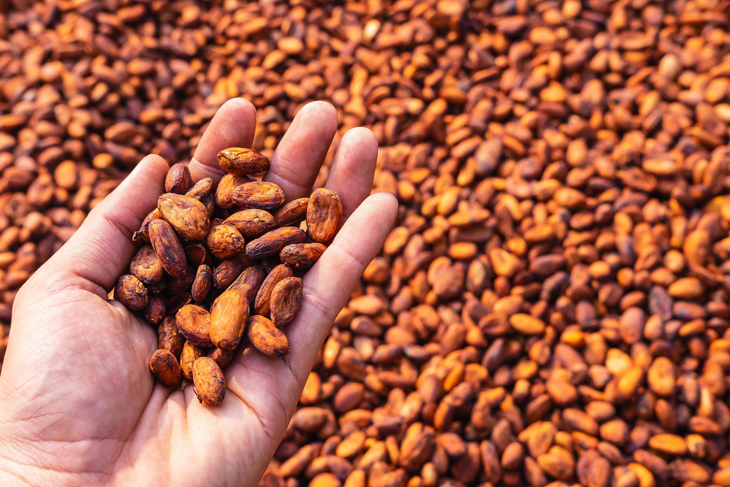 Chocolate Tour — Costa Rica Best Chocolate